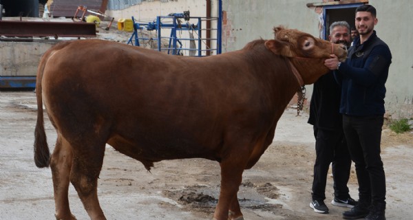 Bir ton 140 kilogramlık kurbanlık dana 575 bin liraya alıcı buldu